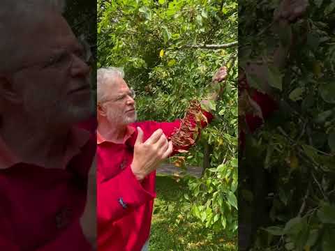 Video: Mayhaw Fire Blight Control – Léčba Mayhaw s onemocněním Fire Blight