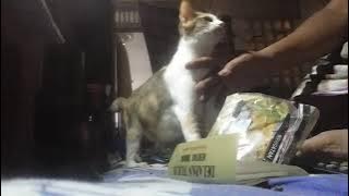 kucing jablay (jarang dibelai) manja ,minta dielus