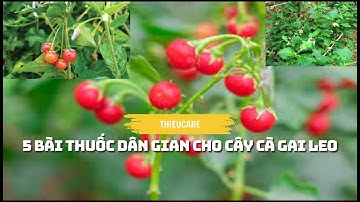 5 BÀI THUỐC DÂN GIAN CHO CÂY CÀ GAI LEO