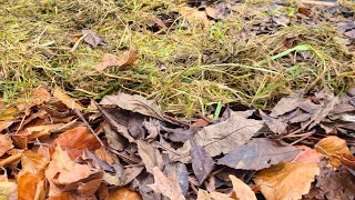 видео: Закладываю органику под чёрную смородину . картинка: Закладываю органику под чёрную смородину .