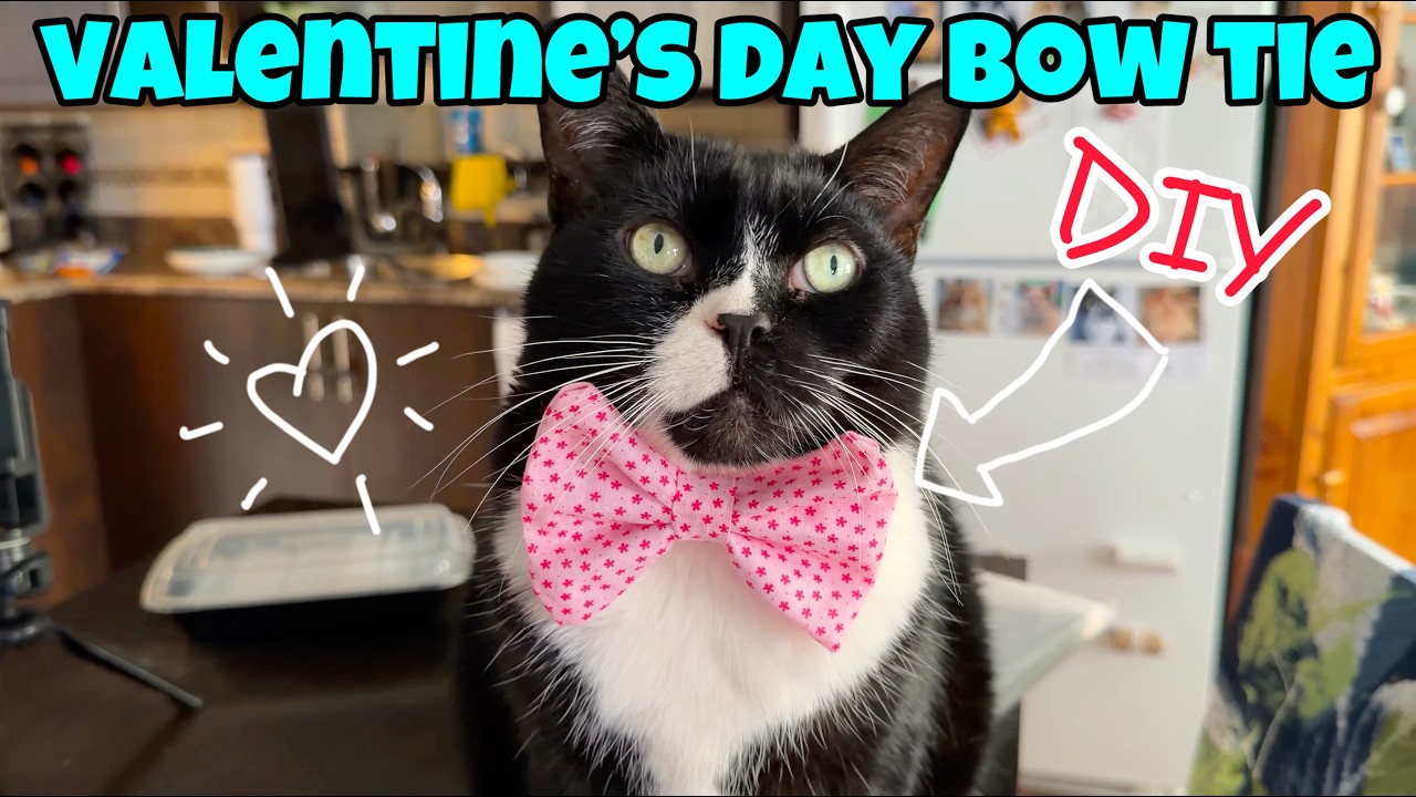Как сделать галстук-бабочку кошке ко Дню святого Валентина 🎀
