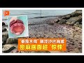 沙巴海滩出现大批水母 渔业局解释可能原因