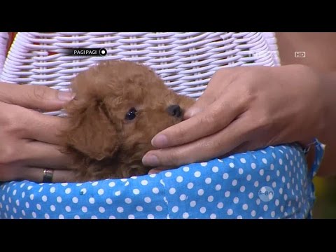 Video: Kebenaran Mengenai Anjing Teacup