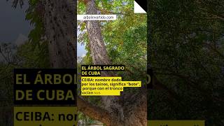 LA CEIBA: ¿Por qué es un árbol sagrado para Cuba y los cubanos? LA CEIBA: ¿Por qué es un árbol sagrado para Cuba y los cubanos?
