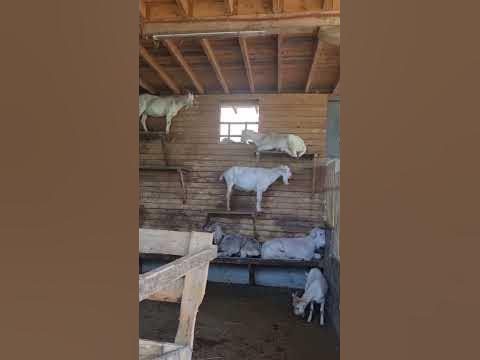 #экоферма #сочи - YouTube