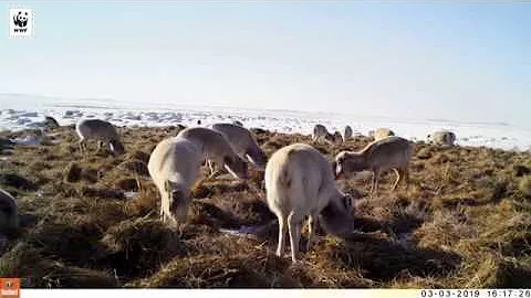 Mongolian saiga antelope eating hay - DayDayNews