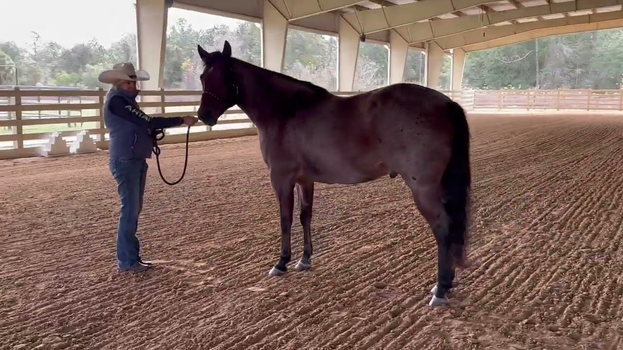 SUNSO Jan 2026 Mary Ann Kocolowski & FQHR Sweet Whiskey/Ranch Conformation 