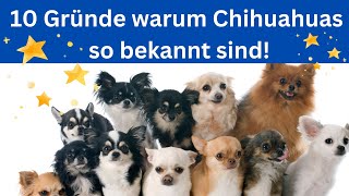 10 Gründe, warum Chihuahuas so bekannt sind 🐶 by Hundefantastisch 191 views 11 months ago 2 minutes, 53 seconds