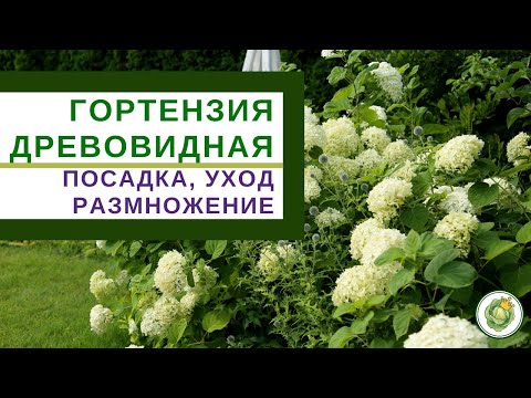 ГОРТЕНЗИЯ ДРЕВОВИДНАЯ - посадка, уход, размножение