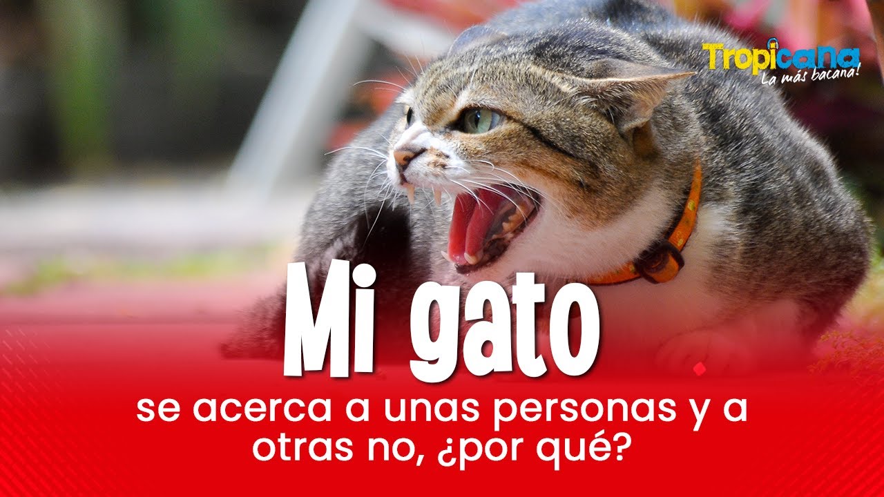 Repelente para Gatos: ¿Cuál es el mejor?- Frida Pets