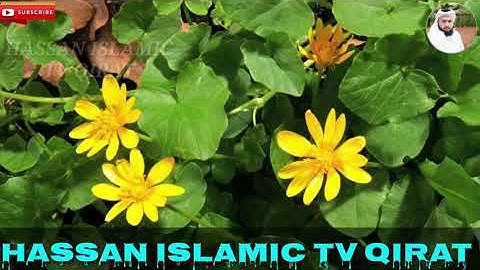 Surah 41 - سورة حم سجدة | Qari Mishari | Hassan Islamic Tv Qirat |