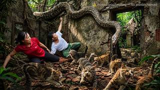 72 Hours of Survival - Rescuing a Cat Attacked by a Giant Python in an Abandoned House