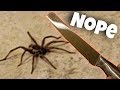 Wolf Spider VS SCARED Couple [Funny Jumpscare]