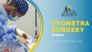 Pyometra In Dogs