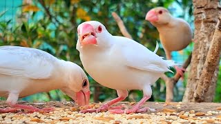 Java sparrows enjoy colorful festivities and singing together joyfully. Java sparrows singing sound 