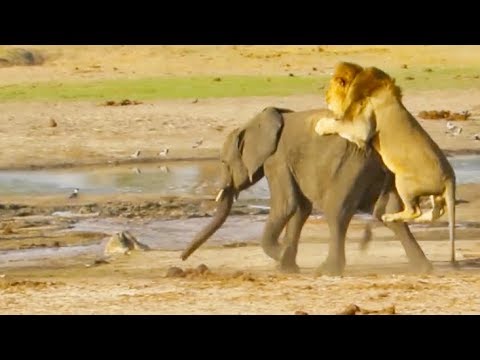 elephant attack lion