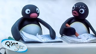 Pingu At School 🐧 | Pingu - Official Channel | Cartoons For Kids