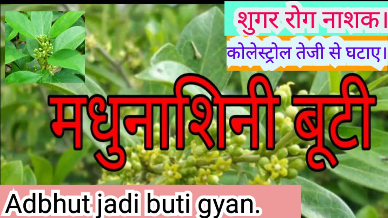 Health benefits of gudmar plant.यह जड़ी बूटी कोलेस्ट्रोल तथा मधुमेह को