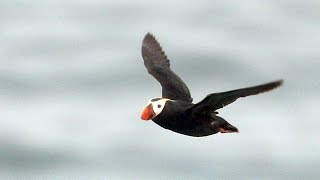 探訪 北海道・根室沖のエトピリカ 北の海 自由に行き来