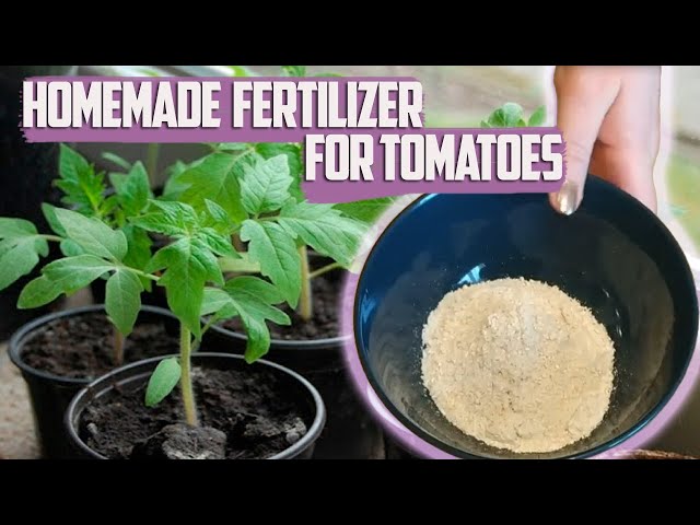 Fertilizing Tomatoes During Transplanting - Homemade Fertilizer For Tomatoes  - YouTube