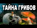 10 грибов, которые заменят аптеки и врачей🍄 Целебные свойства грибов о которых не знают многие врачи