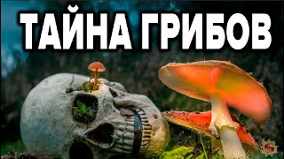 10 Грибов, Которые Заменят Аптеки И Врачей🍄 Целебные Свойства Грибов О Которых Не Знают Многие Врачи