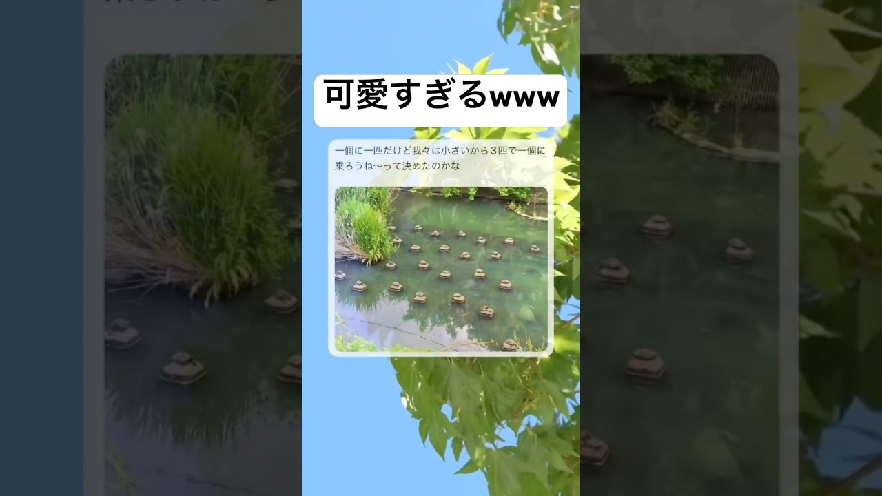 仲良し3人組#shorts#亀#可愛い#面白い#笑える#画像