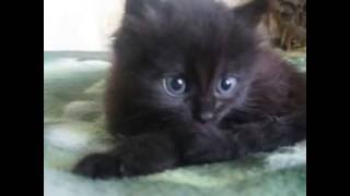Семья котов аристократов.♥ Семья котов аристократов.♥