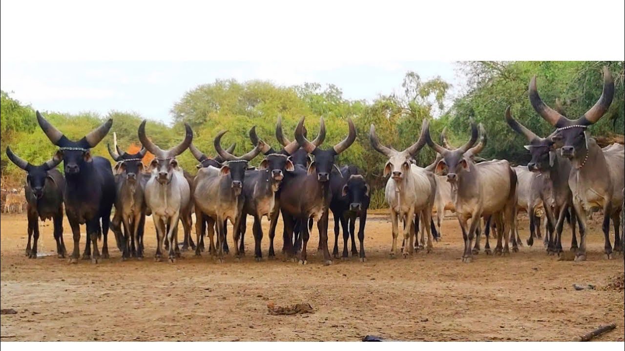 BEST KANKREJ COWS OF GUJARAT WITH KANKREJ BULLS AND KANKREJ CALFS - YouTube