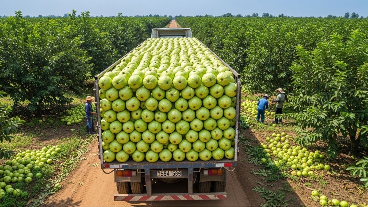 Taiwan Guava Harvest and Processing Taken to the Next Level | Agricultural Secrets