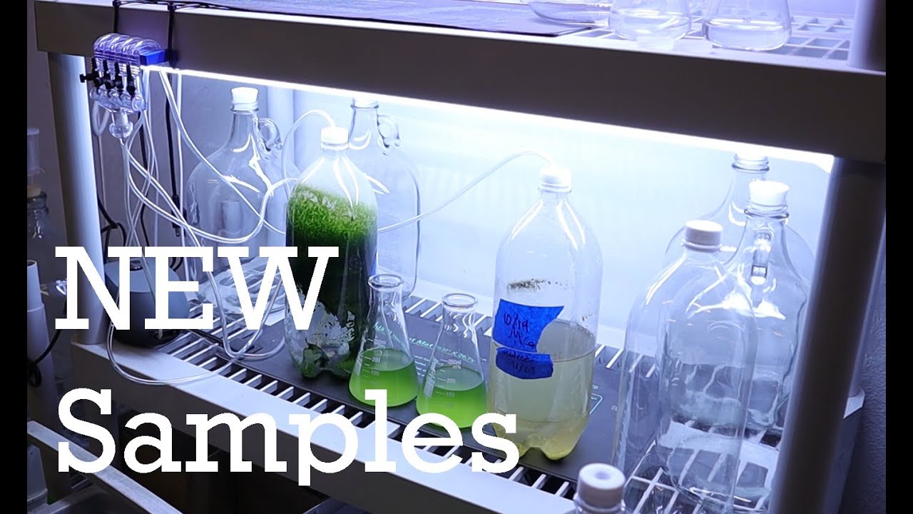 ALGAE SERIES: New Samples || Chlorella Vulgaris