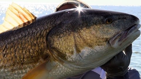 Gulf Fishing's Best Kept Secret: Welcome to Venice