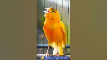 تغريدة طائر كناري للتجهيز الأناث للتزاوج حصرا Singen Ganari Vogel 