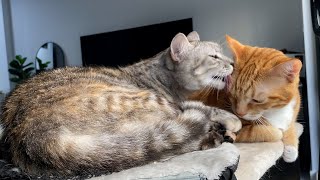Cute cats grooming each other