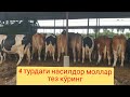 Бир дона сигирдан 1,5 ёки 2 миллион даромад олишни хохловчилар учун.