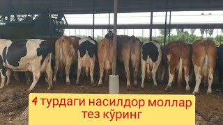 Бир дона сигирдан 1,5 ёки 2 миллион даромад олишни хохловчилар учун.