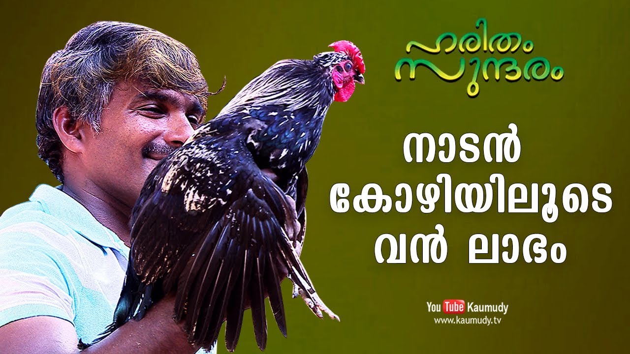 നാടന്‍ കോഴിയിലൂടെ വന്‍ ലാഭം | ഹരിതം സുന്ദരം | കൗമുദി ടി.വി
