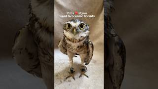 Give an owl a ❤️💜or 💗💗💗 #burrowingowl #owl #cutebird #pets