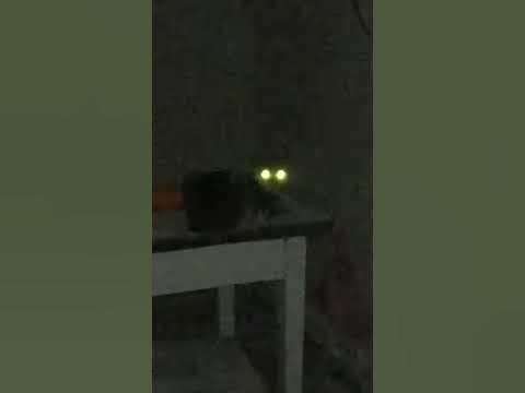 Кот вампир - YouTube