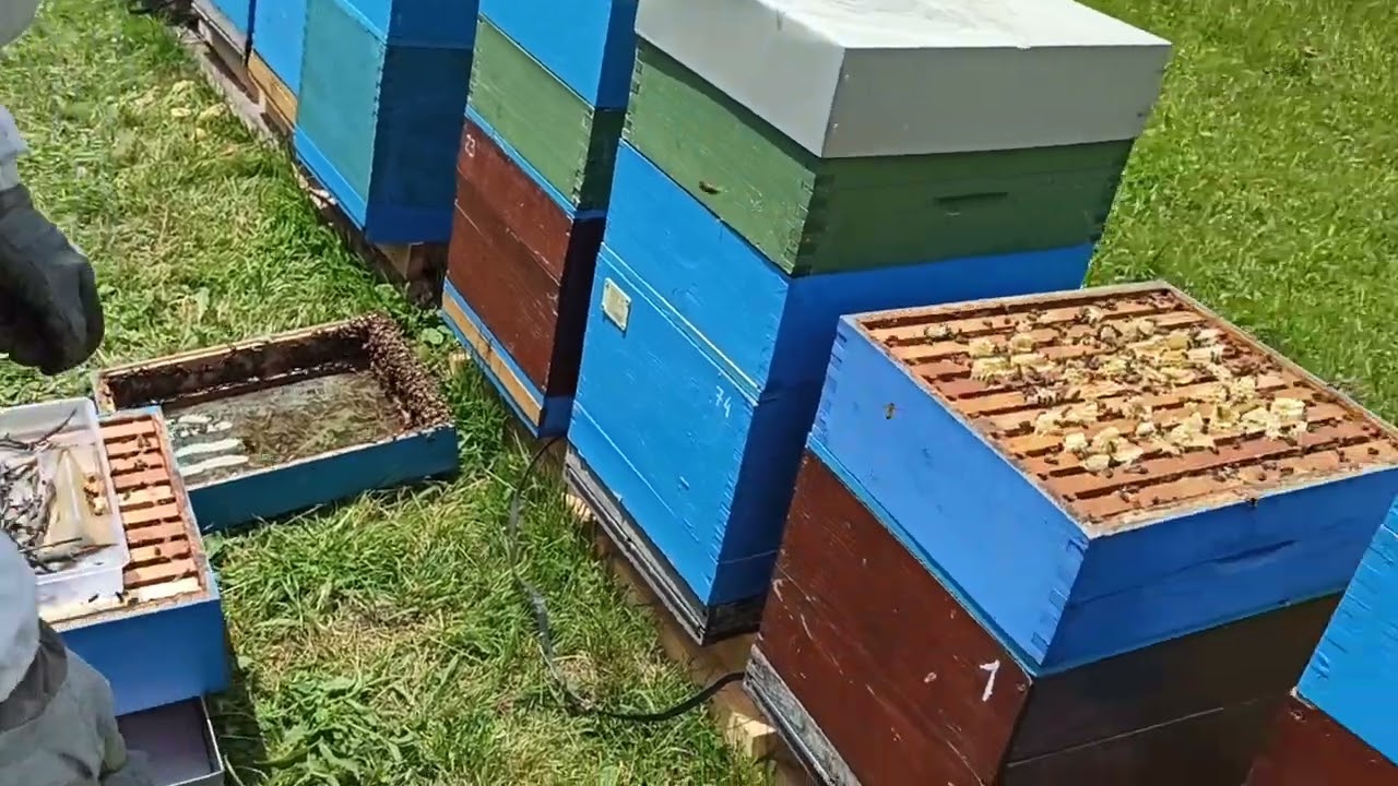 9 ramova u DB košnici-još jedno iskustvo-livadska paša