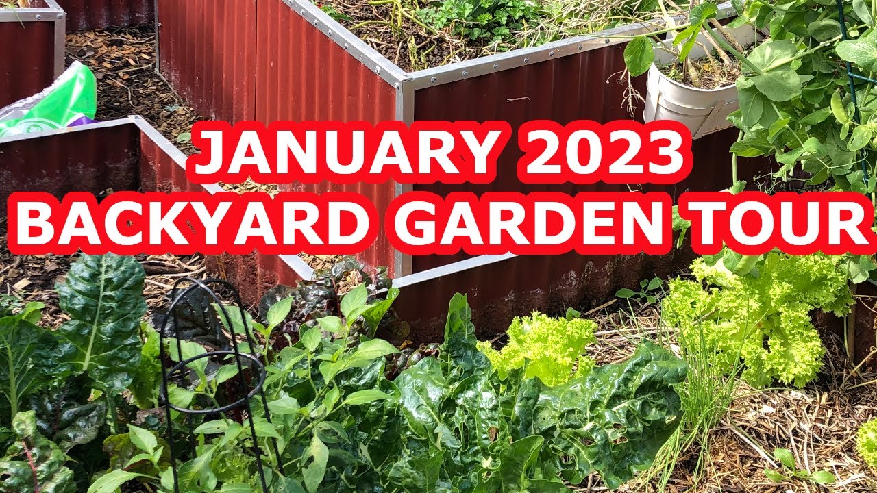 Backyard Garden Tour January 2023 gardentour YouTube