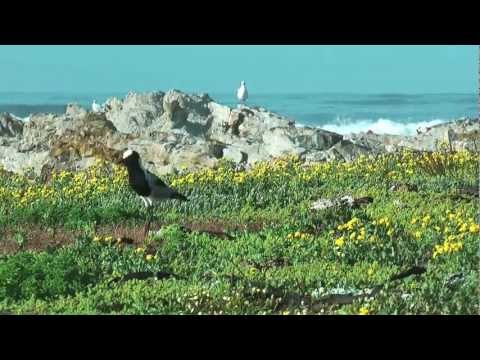 Gansbaai South Africa - A scenic tour