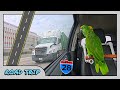Charlie Murphy the Parrot talking during the weekly car ride Sep 28