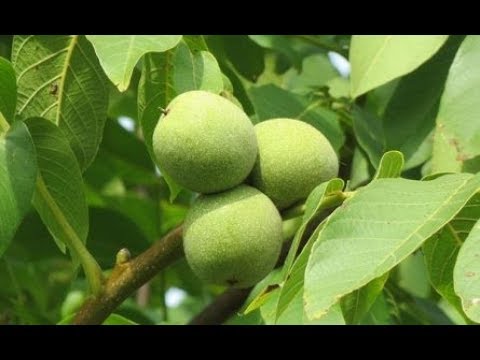 უნიკალური  კაკალი, ჯანოს კაკლის დათესვა