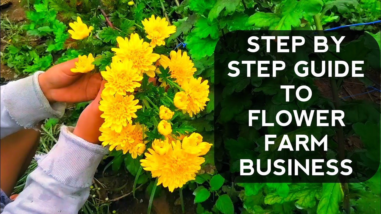 How to harvest CHRYSANTHEMUM flowersPhilippine Farming YouTube
