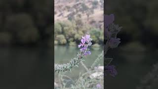 رودخانه سیروان، در مسیر روستای بلبر