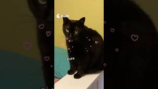 Cat Room 😺