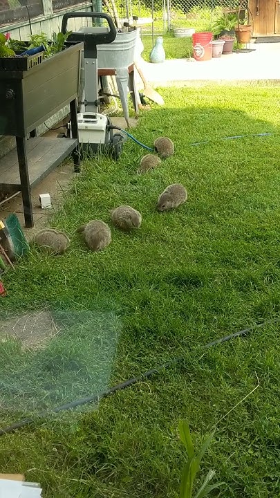 6 Baby Groundhogs Dining in the Grass - YouTube