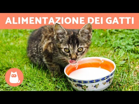Video: I Gattini Possono Bere Il Latte?