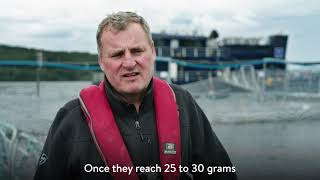 Sanford's Big Glory Bay Salmon Farm